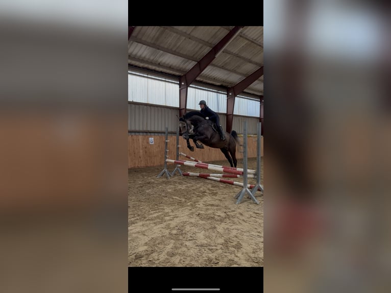 Westfaliano Caballo castrado 4 años 180 cm Musgo in Bad Driburg