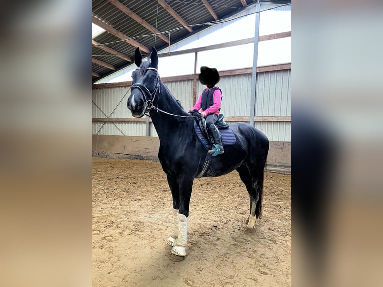 Westfaliano Caballo castrado 4 años 180 cm Negro in Altenberge