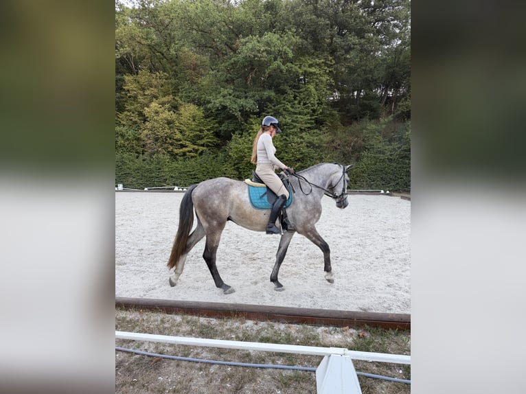 Westfaliano Caballo castrado 4 años 180 cm Tordo in Mayen