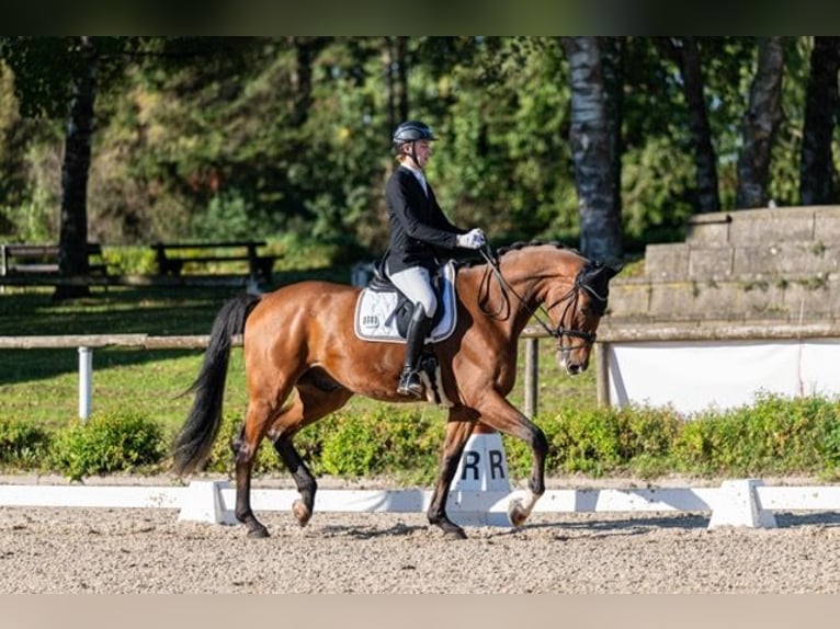 Westfaliano Caballo castrado 4 años 182 cm Castaño in Tamm