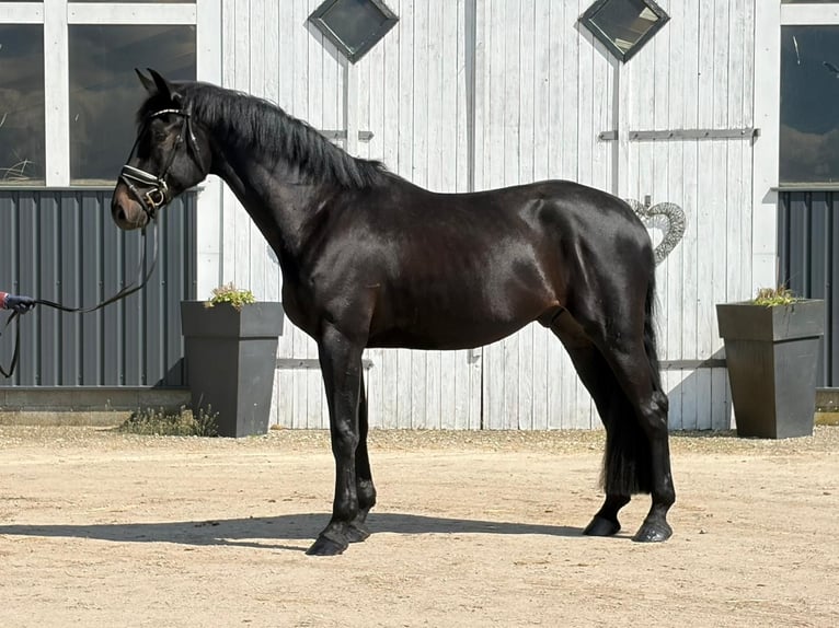 Westfaliano Caballo castrado 4 años 182 cm Negro in Achtrup