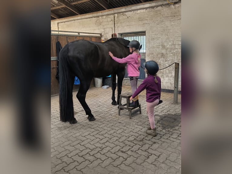 Westfaliano Caballo castrado 4 años 182 cm Negro in Achtrup