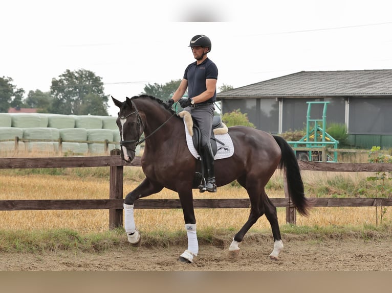 Westfaliano Caballo castrado 4 años 183 cm Morcillo in Iserlohn