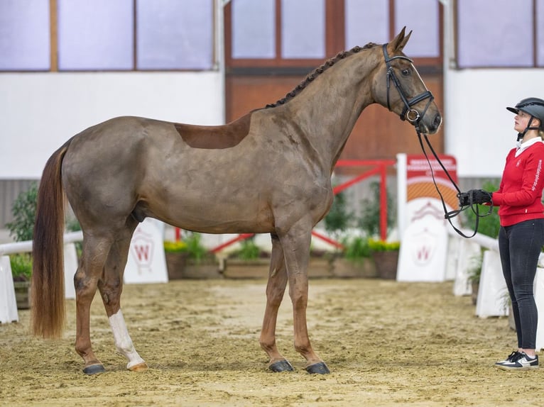 Westfaliano Caballo castrado 4 años Alazán-tostado in Münster-Handorf