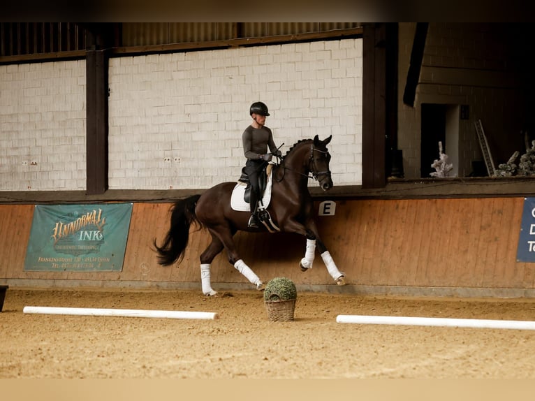 Westfaliano Caballo castrado 4 años  in Bottrop