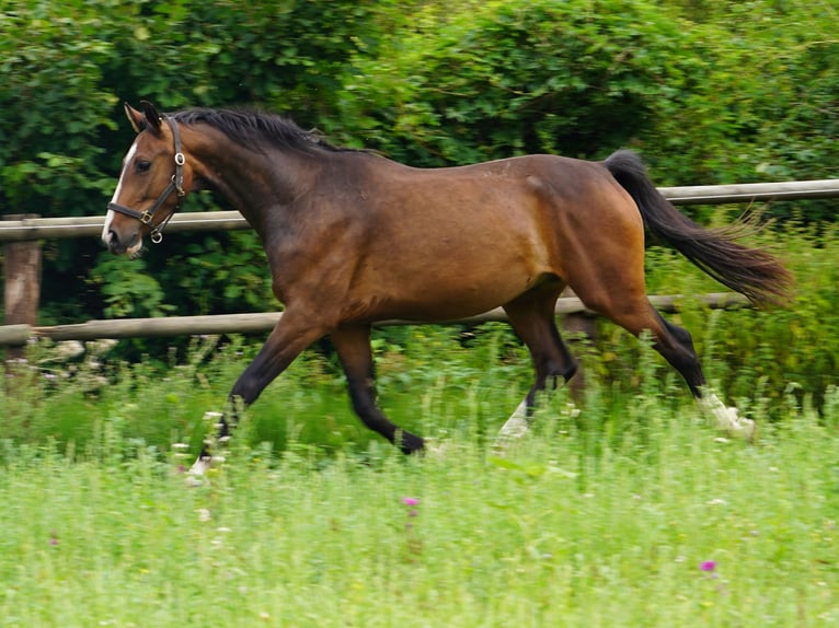 Westfaliano Caballo castrado 4 años Castaño in Hamm