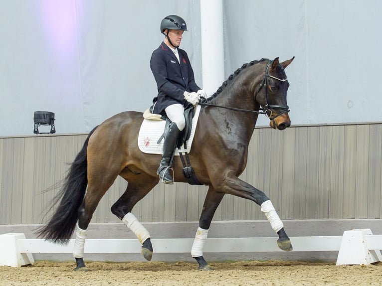 Westfaliano Caballo castrado 4 años Castaño in Münster-Handorf