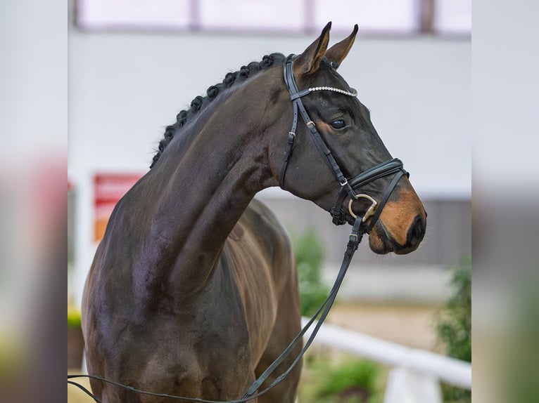 Westfaliano Caballo castrado 4 años Castaño in Münster-Handorf