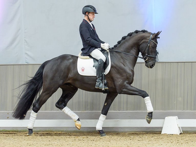 Westfaliano Caballo castrado 4 años Castaño in Münster-Handorf