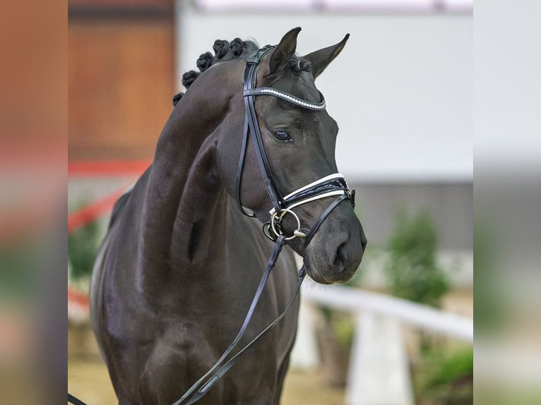 Westfaliano Caballo castrado 4 años Castaño in Münster-Handorf