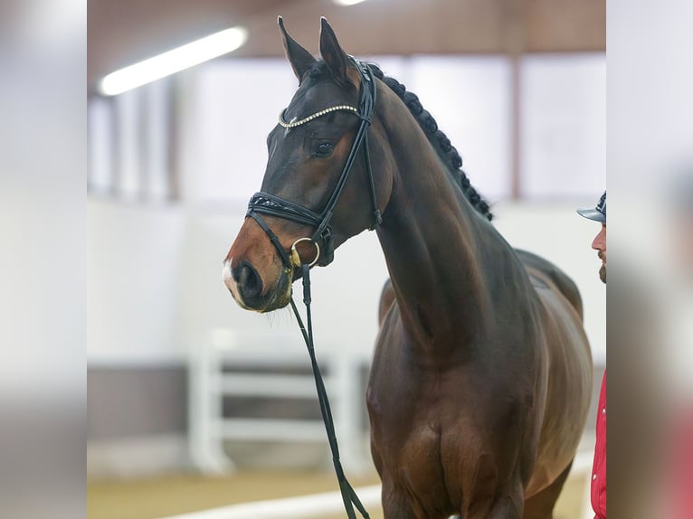 Westfaliano Caballo castrado 4 años Castaño oscuro in Münster-Handorf