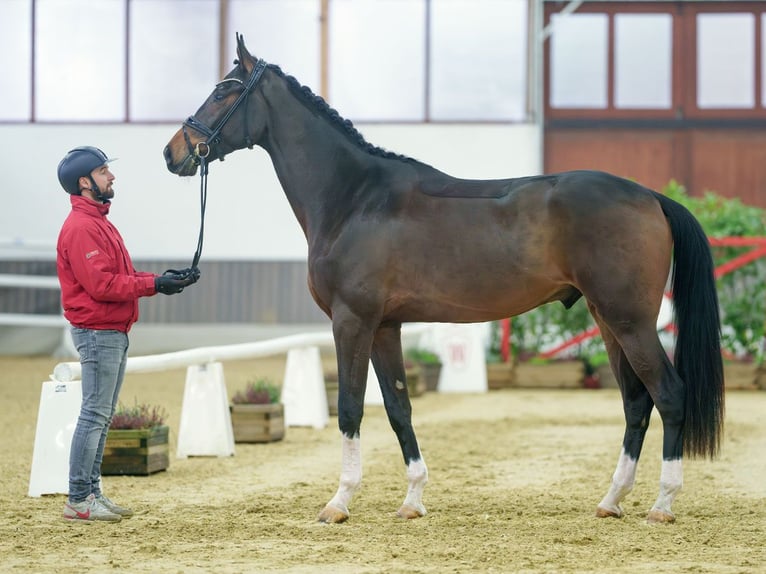 Westfaliano Caballo castrado 4 años Castaño oscuro in Münster-Handorf