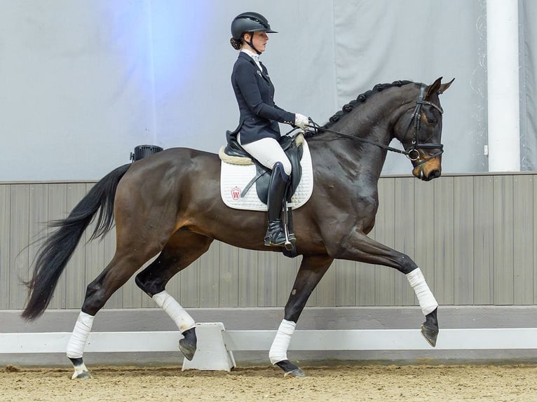 Westfaliano Caballo castrado 4 años Castaño oscuro in Münster-Handorf