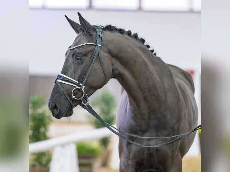 Westfaliano Caballo castrado 4 años Negro in Münster-Handorf