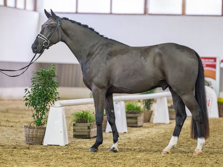 Westfaliano Caballo castrado 4 años Negro in Münster-Handorf