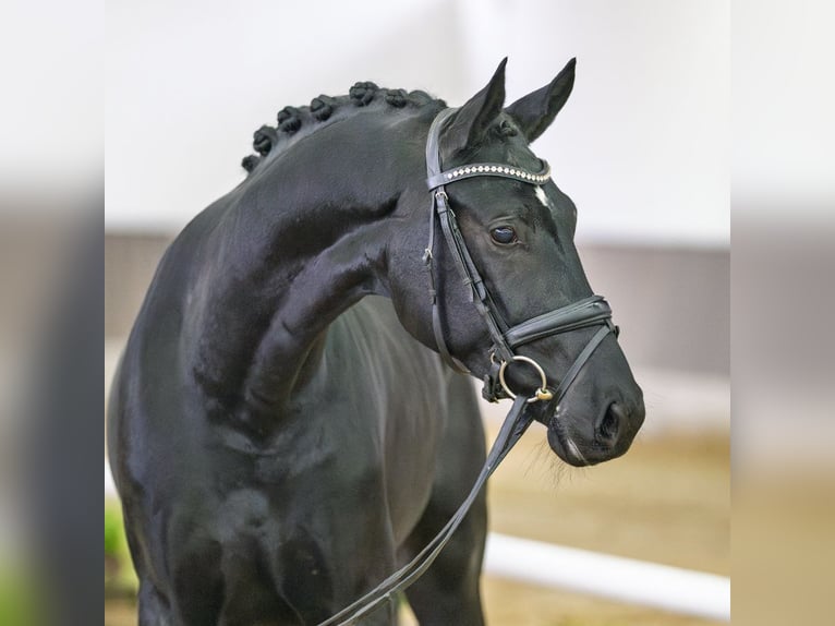 Westfaliano Caballo castrado 4 años Negro in Münster-Handorf