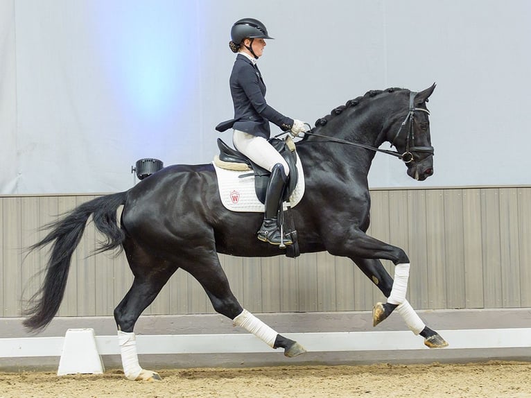 Westfaliano Caballo castrado 4 años Negro in Münster-Handorf