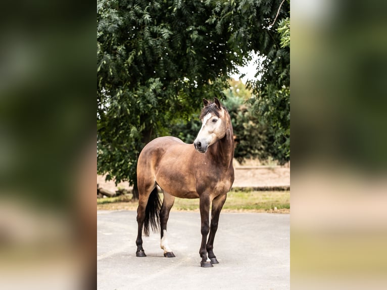 Westfaliano Caballo castrado 5 años 145 cm Buckskin/Bayo in Ballenstedt