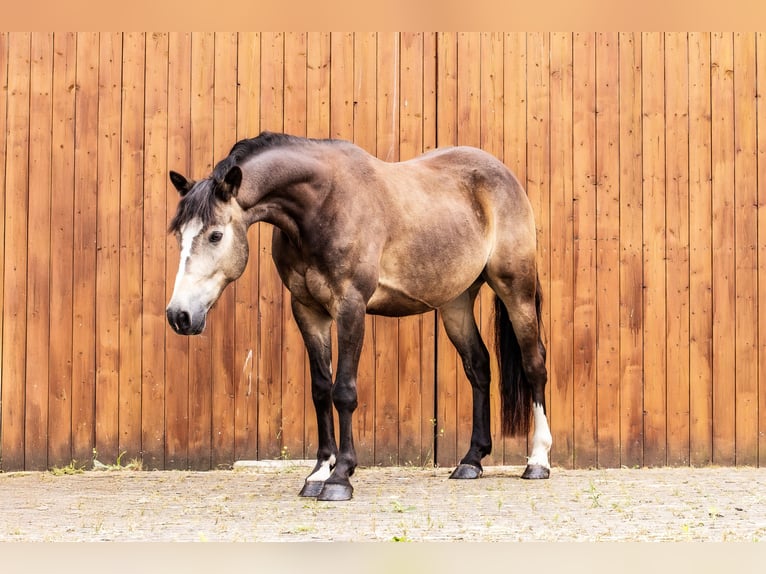 Westfaliano Caballo castrado 5 años 145 cm Buckskin/Bayo in Ballenstedt