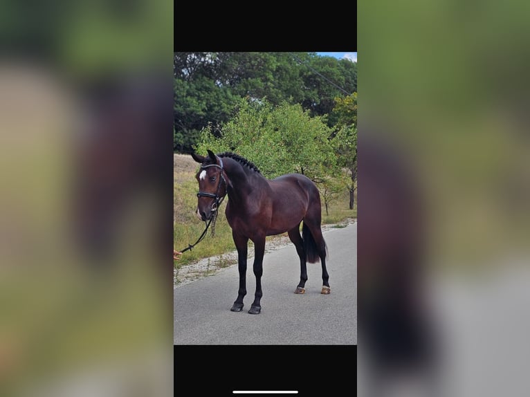 Westfaliano Mestizo Caballo castrado 5 años 155 cm Castaño oscuro in Hörsching