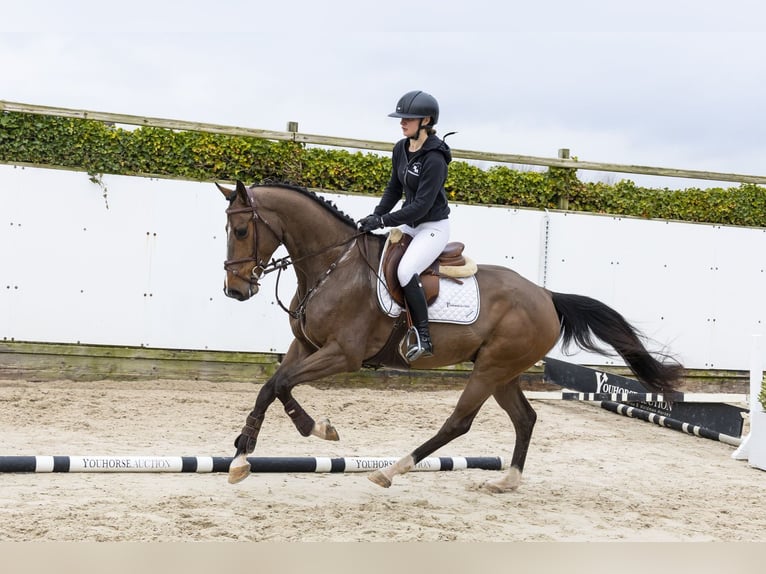 Westfaliano Caballo castrado 5 años 161 cm  in Waddinxveen