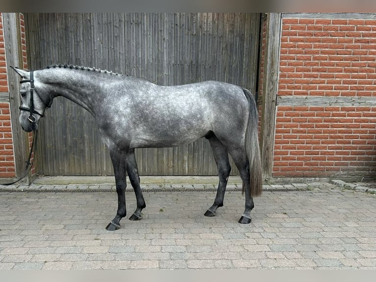 Westfaliano Caballo castrado 5 años 162 cm in Havixbeck