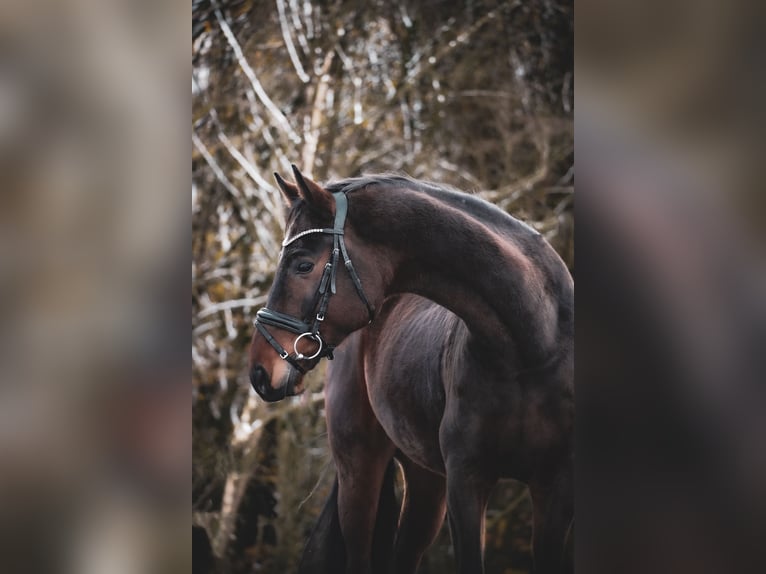 Westfaliano Caballo castrado 5 años 162 cm Castaño in Nettersheim