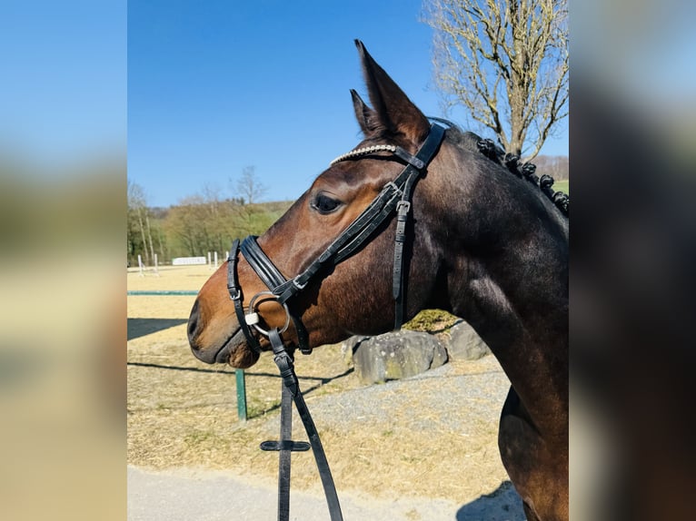 Westfaliano Caballo castrado 5 años 162 cm Castaño in Sundern