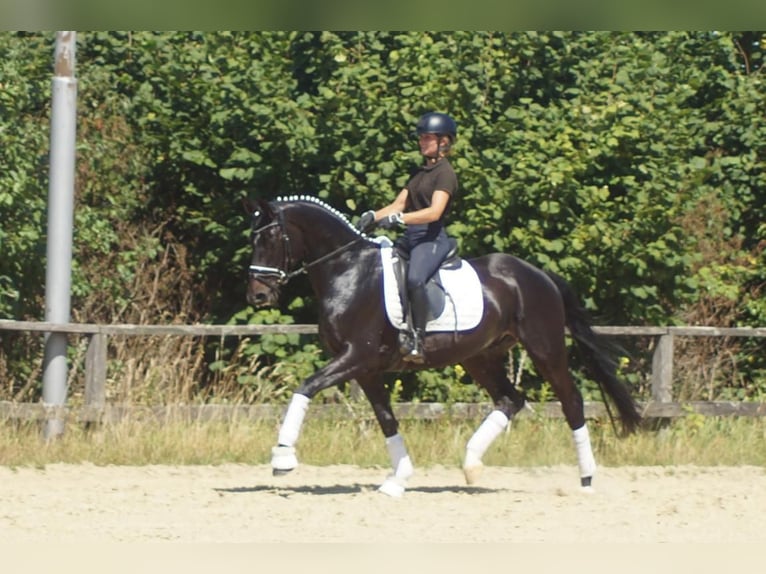 Westfaliano Caballo castrado 5 años 162 cm Morcillo in Iserlohn