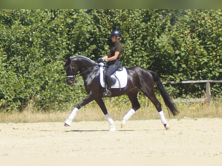 Westfaliano Caballo castrado 5 años 162 cm Morcillo in Iserlohn