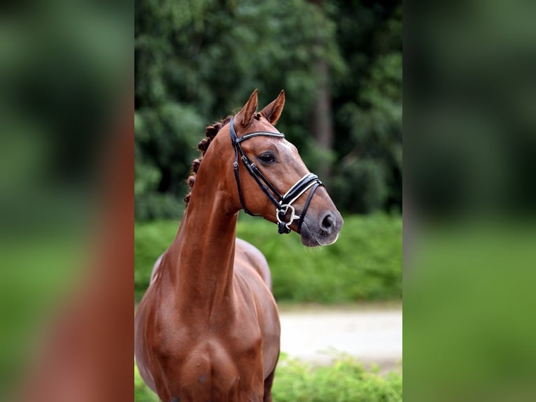 Westfaliano Caballo castrado 5 años 163 cm Alazán in Vechta