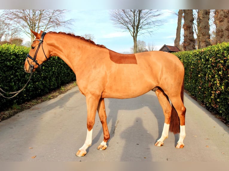 Westfaliano Caballo castrado 5 años 163 cm Alazán-tostado in Vechta