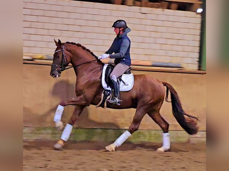 Westfaliano Caballo castrado 5 años 164 cm Alazán-tostado in Bünde