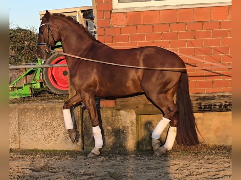 Westfaliano Caballo castrado 5 años 164 cm Alazán-tostado in Bünde