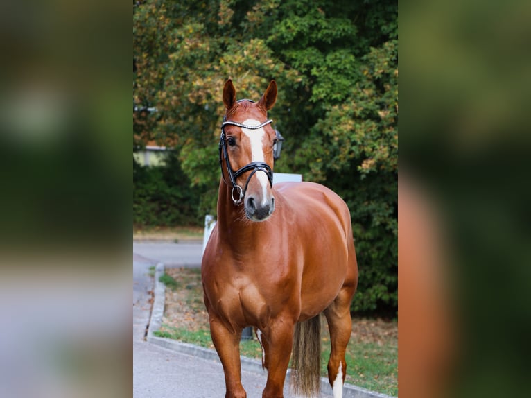 Westfaliano Caballo castrado 5 años 165 cm Alazán in Schwäbisch Hall