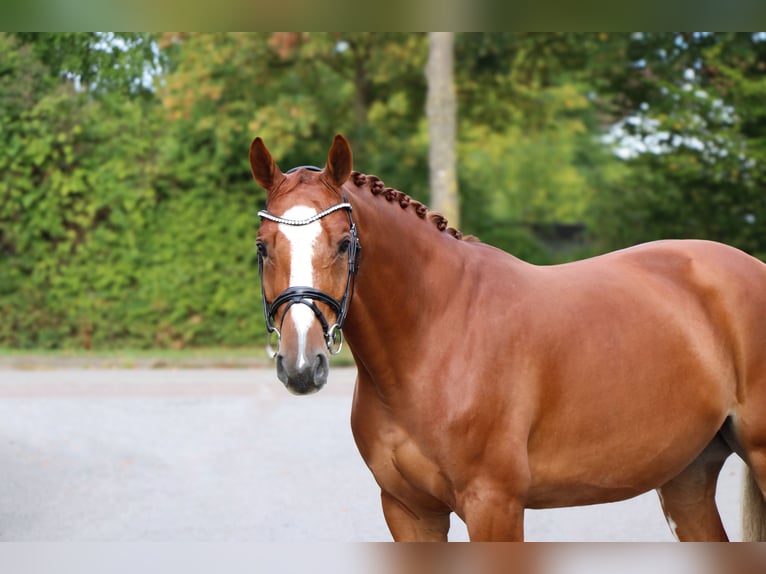 Westfaliano Caballo castrado 5 años 165 cm Alazán in Schwäbisch Hall