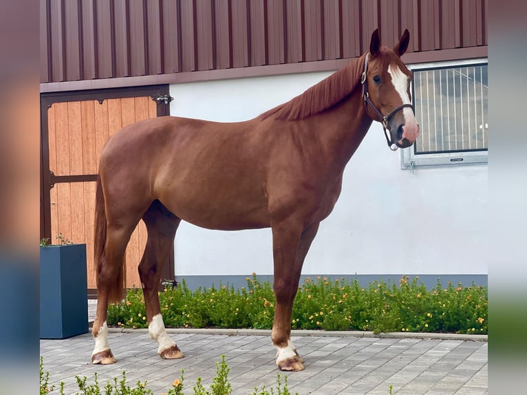 Westfaliano Caballo castrado 5 años 165 cm Alazán in Dornburg