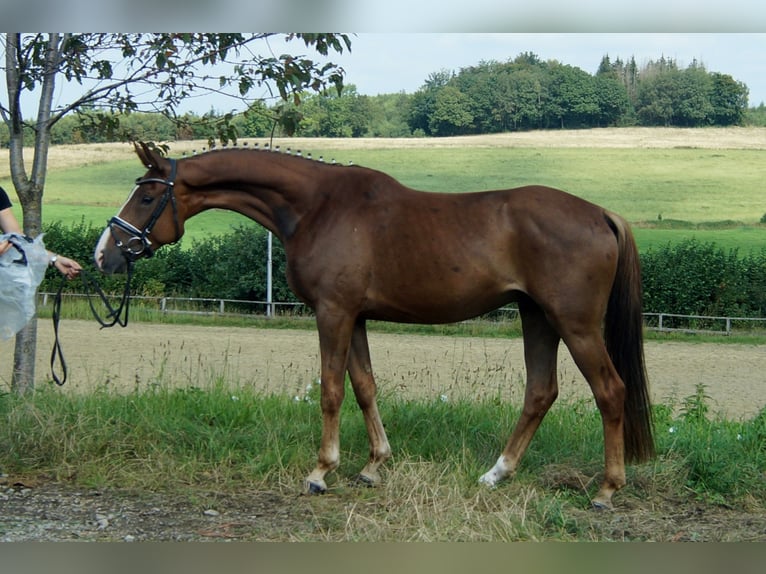 Westfaliano Caballo castrado 5 años 165 cm Alazán-tostado in Iserlohn