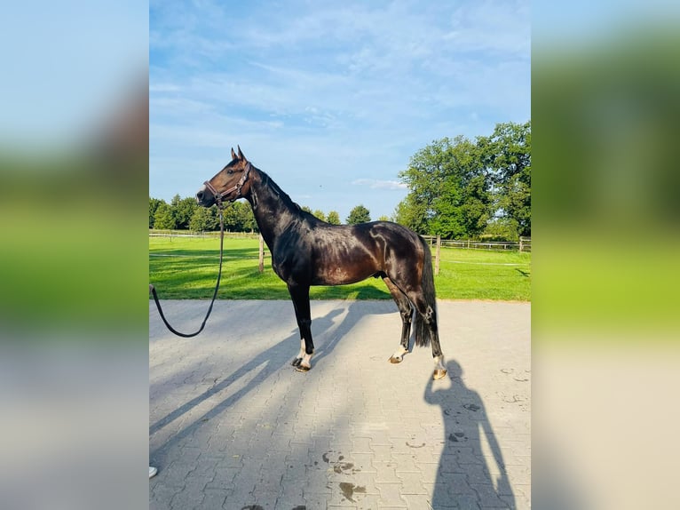 Westfaliano Caballo castrado 5 años 165 cm Castaño in Ascheberg