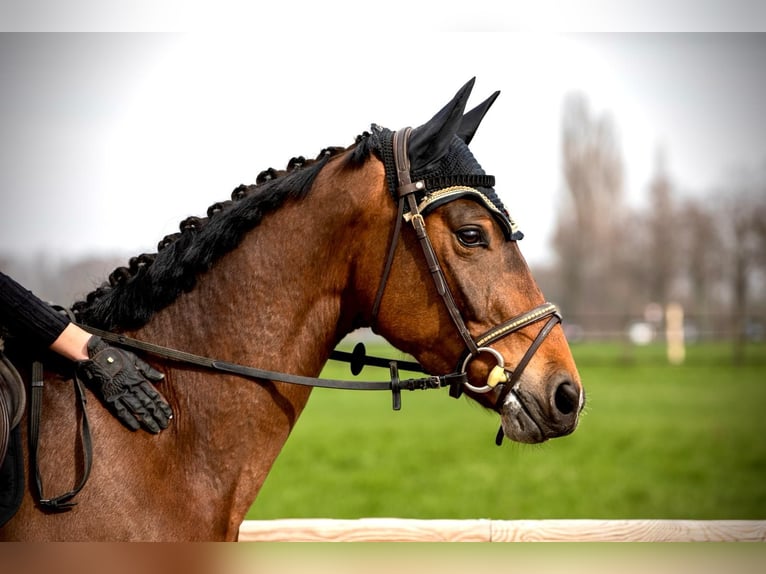 Westfaliano Caballo castrado 5 años 165 cm Castaño in Werne