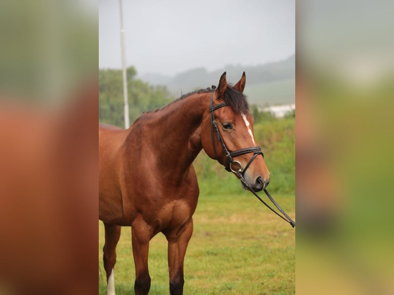 Westfaliano Caballo castrado 5 años 165 cm Castaño in Neuenrade
