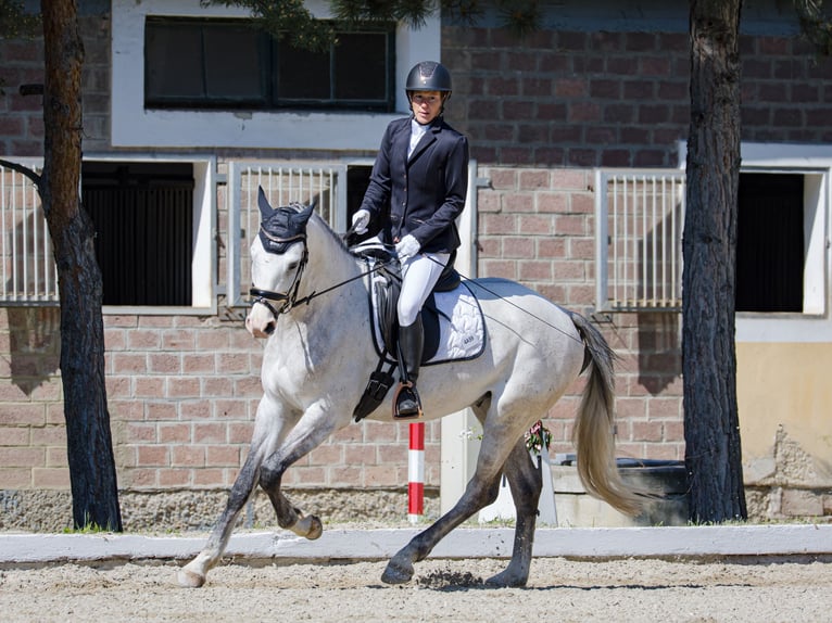 Westfaliano Caballo castrado 5 años 165 cm Tordo in Baden