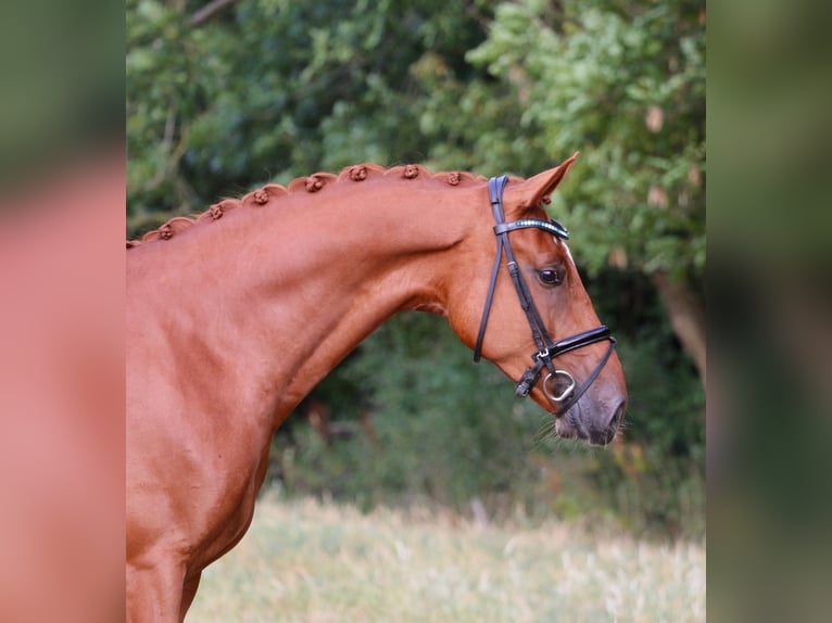 Westfaliano Caballo castrado 5 años 166 cm Alazán in Nordwalde