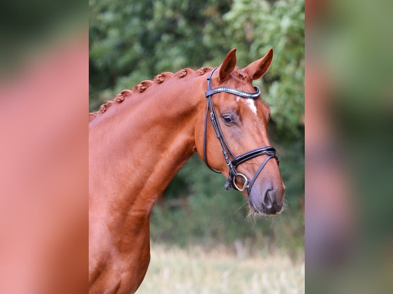 Westfaliano Caballo castrado 5 años 166 cm Alazán in Nordwalde