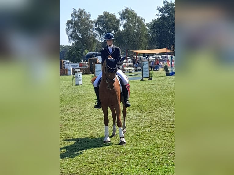 Westfaliano Caballo castrado 5 años 166 cm Alazán in Nordwalde