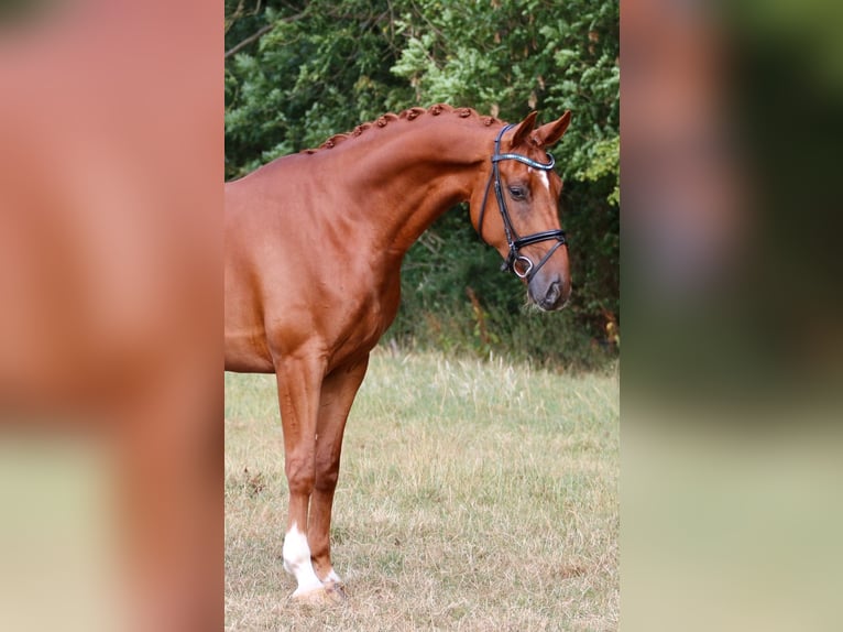 Westfaliano Caballo castrado 5 años 166 cm Alazán in Nordwalde