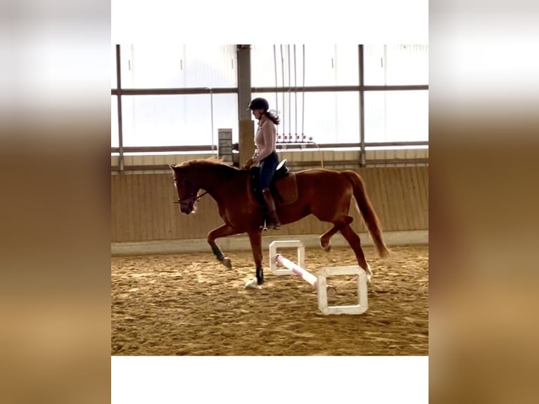Westfaliano Caballo castrado 5 años 166 cm Alazán in H&#xF6;rstel/Dreierwalde