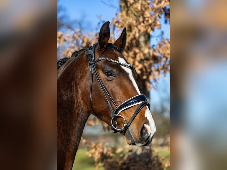 Westfaliano Caballo castrado 5 años 166 cm Castaño in Rosenheim