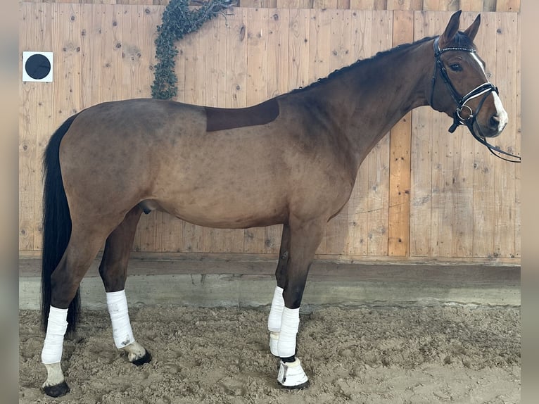 Westfaliano Caballo castrado 5 años 166 cm Castaño in Riedlingen