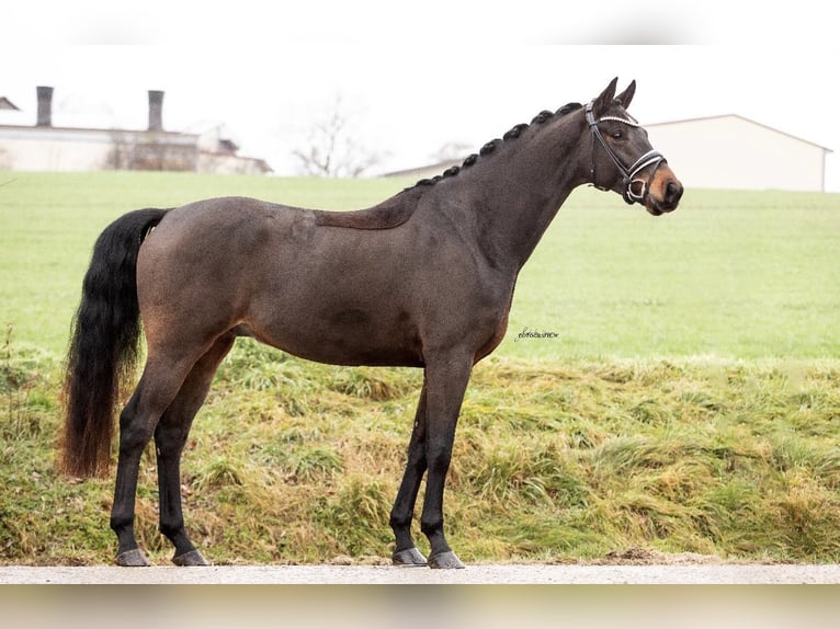 Westfaliano Caballo castrado 5 años 166 cm Castaño oscuro in Lehrberg